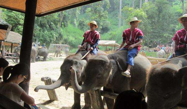 Центр тренування слонів Маеса