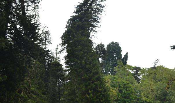 Алеї араукарій в Королівському ботанічному саду
