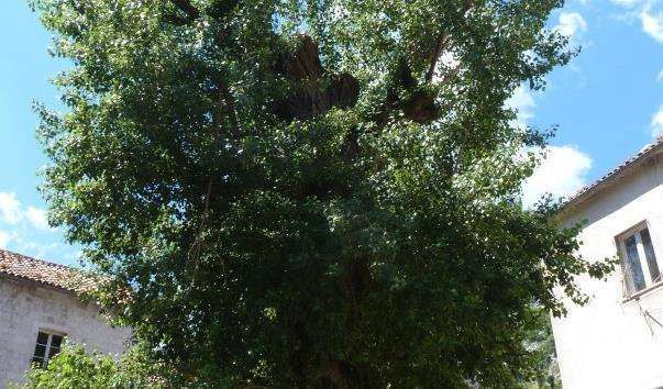 Єдине велике дерево в Старому Которе