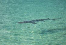 Kobieta z Minnesoty zmarła po ataku rekina na Wyspach Dziewiczych Stanów Zjednoczonych