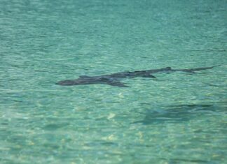 Une femme du Minnesota décède suite à une attaque de requin dans les îles Vierges américaines