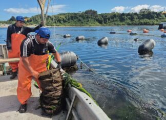 Чилоэ: Где чилийские традиции встречаются с диким побережьем Патагонии
