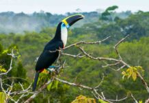 Спостереження за птахами без слуху: Відкриття чудес у тропічних лісах Еквадору