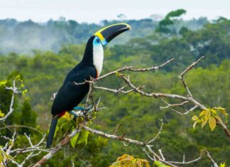 Pozorování ptáků bez sluchu: Objevování divů ekvádorského deštného pralesa