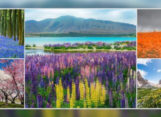 World’s Most Spectacular Wildflower Blooms: A Global Guide