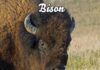 Bison Amerika Utara: Kisah Kelangsungan Hidup dan Dampak Ekologis