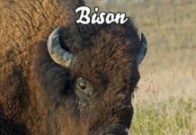 Il bisonte nordamericano: una storia di sopravvivenza e impatto ecologico