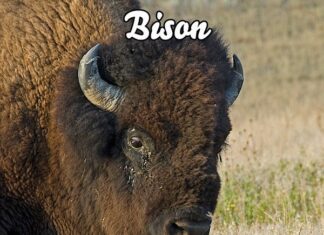 Северноамериканский бизон: история выживания и экологического влияния