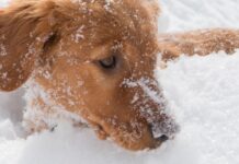 Від Цуценя до Спасителя: Як Готують Лавинних Рятувальників