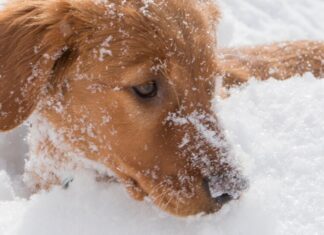 Dari Anak Anjing Menjadi Penyelamat: Pembuatan Anjing Penyelamat Longsor