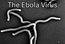 Ebola: The River, The Fear, and The Filament