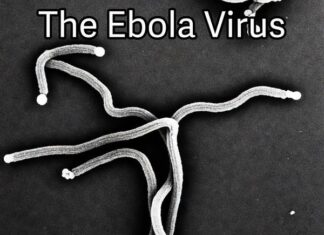 Ebola: The River, The Fear, and The Filament
