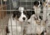 Gérer la toux de chenil : causes, transmission et traitement pour les chiens