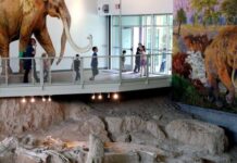Ontdekking van de Waco Mammoth-locatie: het oudste bottenbed van Amerika