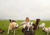 Como encontrar os melhores parques para cães sem coleira em sua cidade