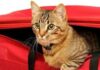 Pianificare un viaggio con il tuo animale domestico: elementi essenziali per l’idratazione e la salute