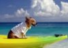 Emmener votre animal de compagnie en croisière : pourquoi Cunard est votre seule véritable option